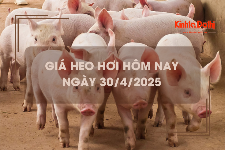 Giá heo hơi hôm nay 30/4: tiếp tục giảm nhẹ tại nhiều địa phương