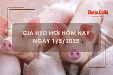 Giá heo hơi hôm nay 1/5: đi ngang trên cả 3 miền