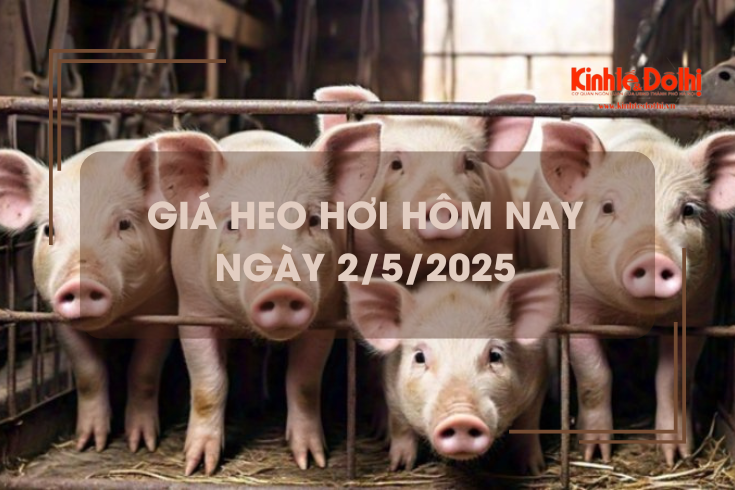 Giá heo hơi hôm nay 2/5: dao động trong khoảng 66.000 – 75.000 đồng/kg
