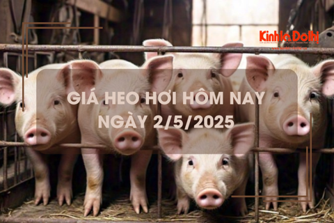 Giá heo hơi hôm nay 2/5: dao động trong khoảng 66.000 – 75.000 đồng/kg
