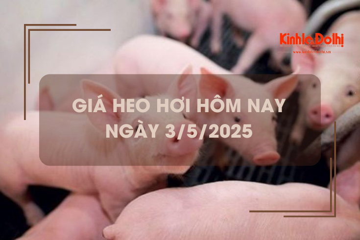 Giá heo hơi hôm nay 3/5: miền Nam giảm nhẹ 1.000 đồng/kg
