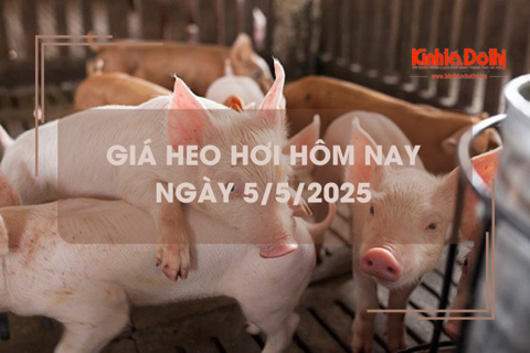 Giá heo hơi hôm nay 5/5: ổn định trên cả 3 miền
