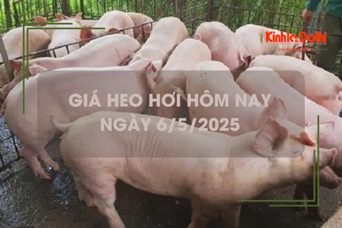 Giá heo hơi hôm nay 6/5: giảm nhẹ tại nhiều tỉnh thành phía Nam