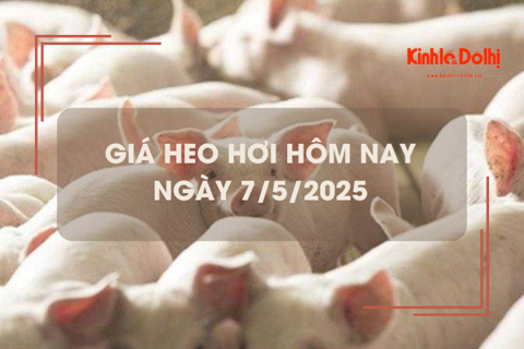 Giá heo hơi hôm nay 7/5: miền Nam giảm nhẹ 1.000 đồng/kg
