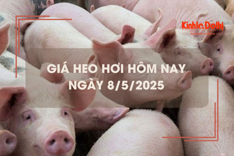 Giá heo hơi hôm nay 8/5: các tỉnh phía Nam tiếp tục giảm nhẹ
