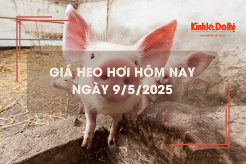 Giá heo hơi hôm nay 9/5: biến động trái chiều