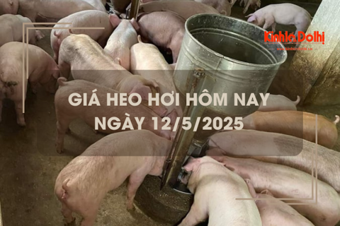 Giá heo hơi hôm nay 12/5: giảm rải rác 1.000 đồng/kg
