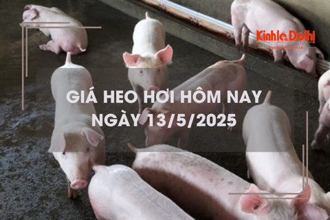 Giá heo hơi hôm nay 13/5: tăng nhẹ trở lại