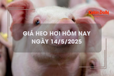 Giá heo hơi hôm nay 14/5: miền Nam tăng nhẹ 1.000 đồng/kg
