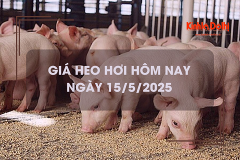 Giá heo hơi hôm nay 15/5: Hà Nội tiếp tục neo ở mức 68.000 đồng/kg
