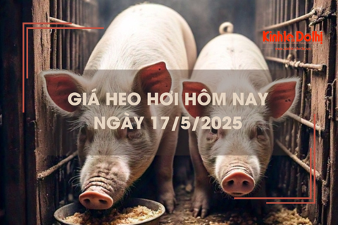 Giá heo hơi hôm nay 17/5: Hậu Giang nhích nhẹ 1.000 đồng/kg