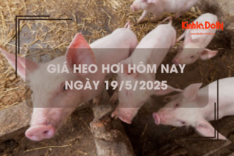 Giá heo hơi hôm nay 19/5: đi ngang ngày đầu tuần