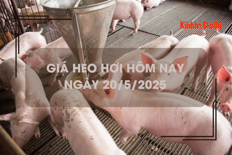 Giá heo hơi hôm nay 20/5: miền Trung giảm nhẹ 1.000 đồng/kg
