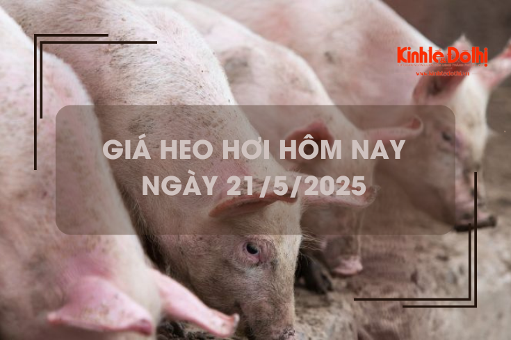 Giá heo hơi hôm nay 21/5: Hà Nội giao dịch ở mức 68.000 đồng/kg