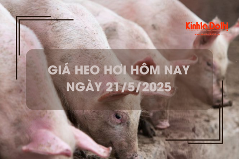 Giá heo hơi hôm nay 21/5: Hà Nội giao dịch ở mức 68.000 đồng/kg