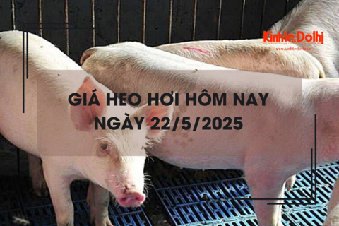 Giá heo hơi hôm nay 22/5: xu hướng đi ngang trên diện rộng
