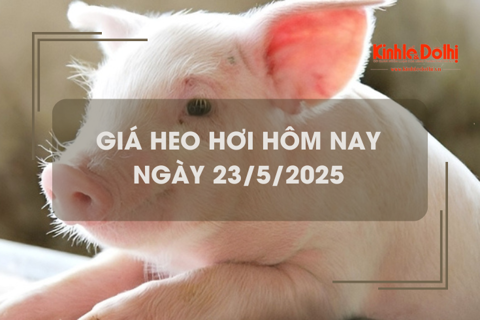 Giá heo hơi hôm nay 23/5: miền Bắc giảm nhẹ 1.000 đồng/kg