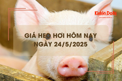 Giá heo hơi hôm nay 24/5: miền Nam có giá cao nhất cả nước