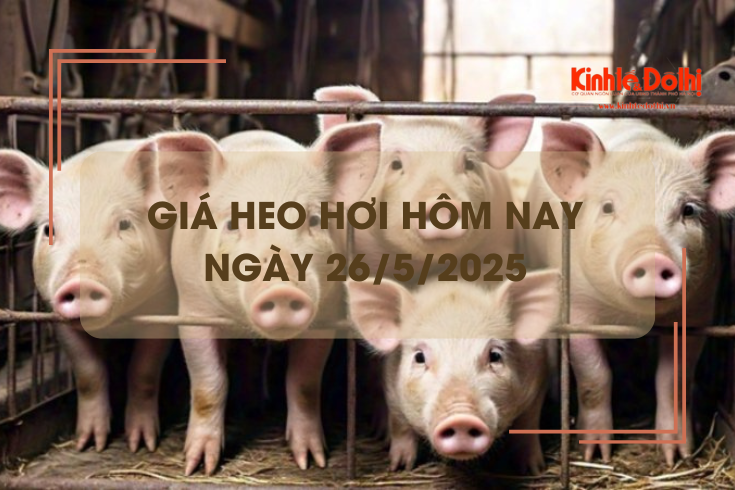 Giá heo hơi hôm nay 26/5: thị trưởng Hà Nội tiếp tục neo giá ở mức cao

