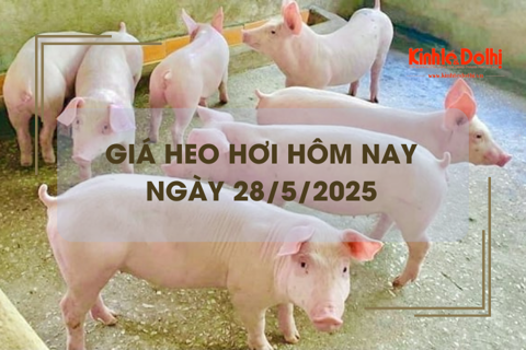 Giá heo hơi hôm nay 28/5: TP Hồ Chí Minh neo ở mức 73.000 đồng/kg