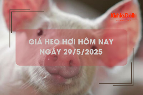Giá heo hơi hôm nay 29/5: tăng nhẹ 1.000 đồng/kg
