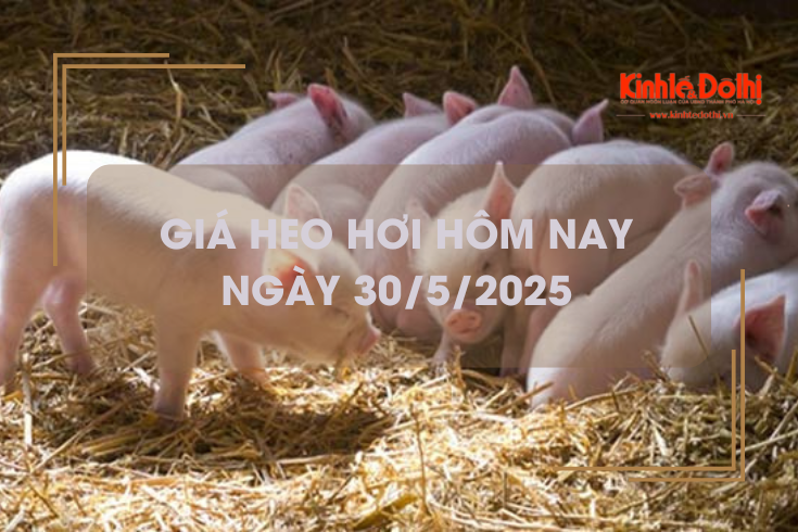 Giá heo hơi hôm nay 30/5: tăng nhẹ, một số tỉnh chạm ngưỡng cao nhất từ đầu tháng 5