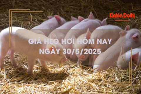Giá heo hơi hôm nay 30/5: tăng nhẹ, một số tỉnh chạm ngưỡng cao nhất từ đầu tháng 5