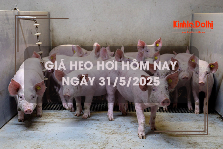 Giá heo hơi hôm nay 31/5: Miền Nam giữ mức giá cao nhất cả nước
