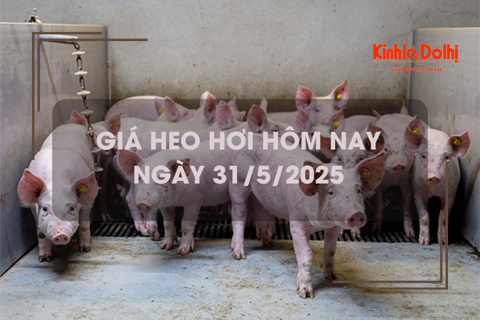 Giá heo hơi hôm nay 31/5: Miền Nam giữ mức giá cao nhất cả nước
