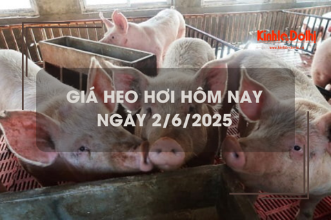 Giá heo hơi hôm nay 2/6: tăng rải tác tại 1 vài địa phương