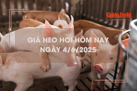Giá heo hơi hôm nay 4/6: miền Bắc tăng 1.000 đồng/kg