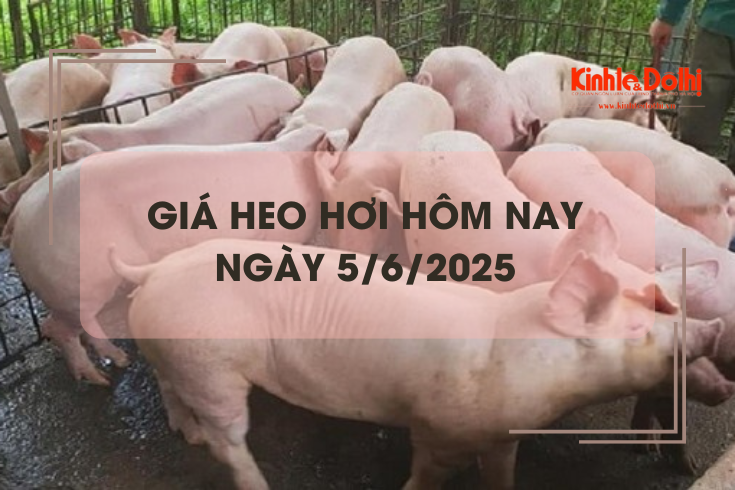 Giá heo hơi hôm nay 5/6: nhiều địa phương giá heo hơi dưới 70.000 đồng/kg