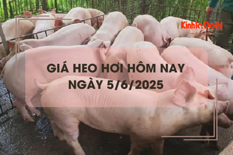 Giá heo hơi hôm nay 5/6: lặng sóng trên cả 3 miền