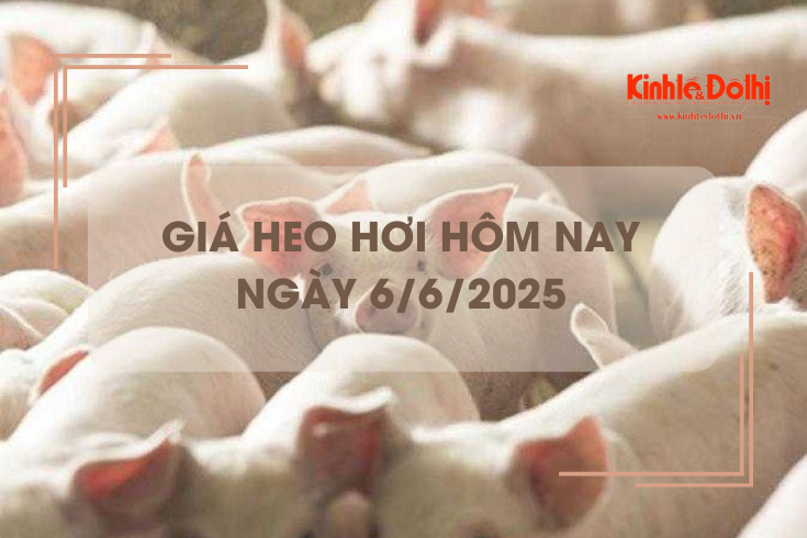 Giá heo hơi hôm nay 6/6: Hà Nội tiếp tục neo ở mức 69.000 đồng/kg