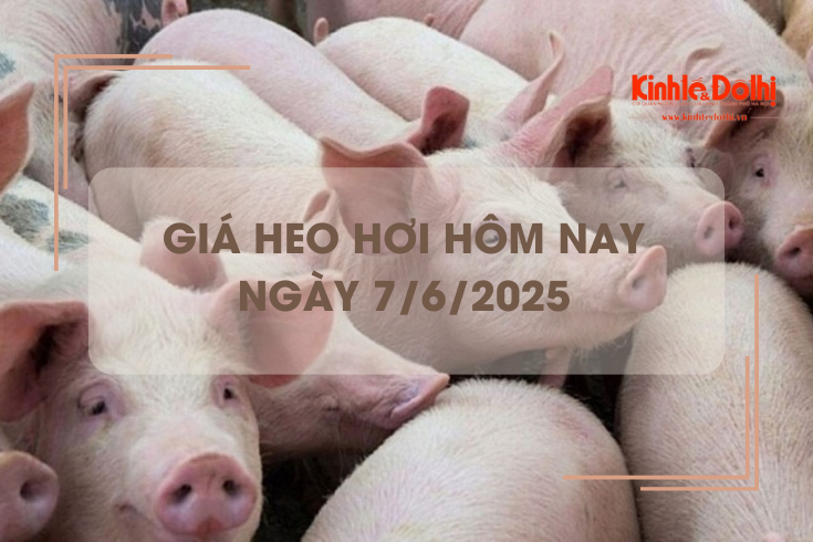 Giá heo hơi hôm nay 7/6: TP Hồ Chí Minh thu mua với mức giá 74.000 đồng/kg