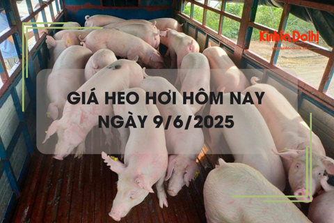 Giá heo hơi hôm nay 9/6: nhiều địa phương giảm 1.000 đồng/kg