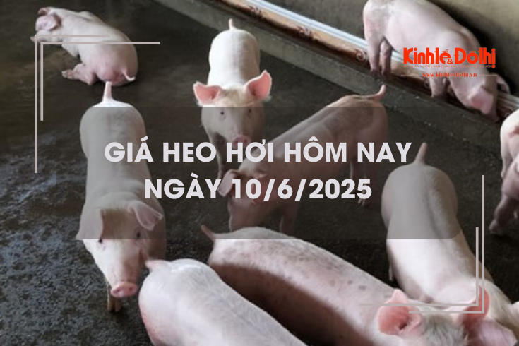 Giá heo hơi hôm nay 10/6: lặng sóng
