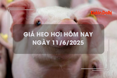 Giá heo hơi hôm nay 11/6: miền Nam giảm 1.000 đồng/kg tại một vài địa phương