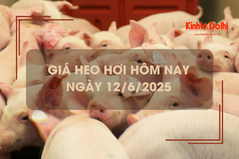 Giá heo hơi hôm nay 12/6: dao động trong khoảng 68.000 - 74.000 đồng/kg