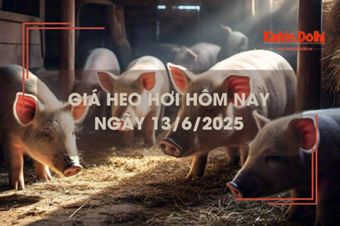Giá heo hơi hôm nay 13/6: miền Nam cao nhất 74.000 đồng/kg