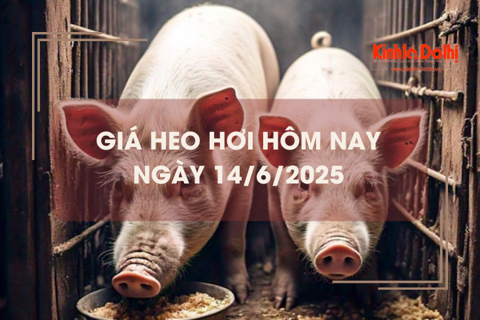 Giá heo hơi hôm nay 14/6: miền Trung và miền Nam giảm nhẹ