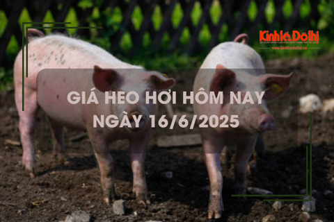 Giá heo hơi hôm nay 16/6: đi ngang trong ngày đầu tuần