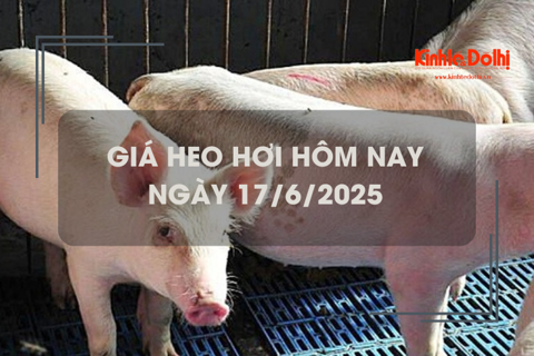 Giá heo hơi hôm nay 17/6: miền Nam giảm 1.000 - 2.000 đồng/kg