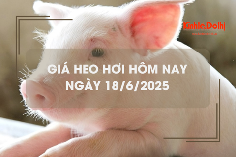Giá heo hơi hôm nay 18/6: miền Trung và miền Nam giảm 1.000 đồng/kg