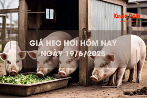 Giá heo hơi hôm nay 19/6: đi ngang trong khoảng 68.000 - 73.000 đồng/kg