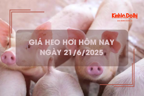 Giá heo hơi hôm nay 21/6: đi ngang