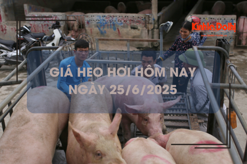 Giá heo hơi hôm nay 25/6: cả 3 miền lặng sóng