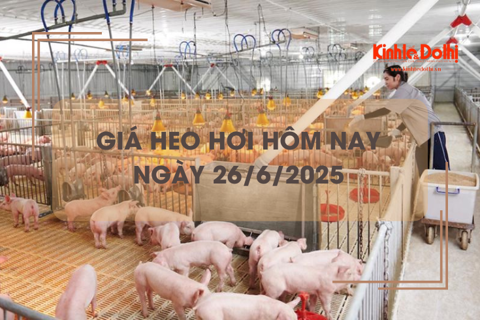 Giá heo hơi hôm nay 26/6: các tỉnh phía Nam tiếp tục giảm nhẹ 1.000 đồng/kg