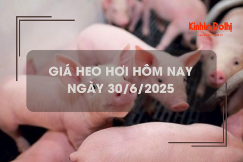 Giá heo hơi hôm nay 30/6: miền Trung và miền Nam giảm nhẹ