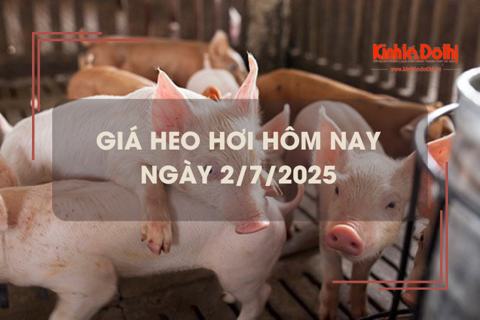 Giá heo hơi hôm nay 2/7: cả 3 miền giảm 1.000 đồng/kg